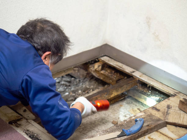 Best Mold Testing and Inspection Services in Biola, CA