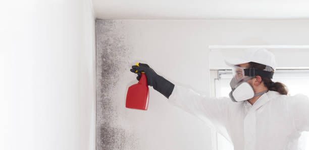 Best Residential Mold Remediation in Biola, CA