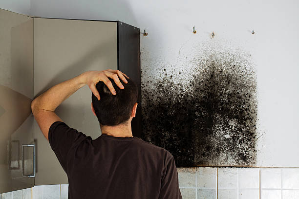 Best Industrial Mold Remediation in Biola, CA